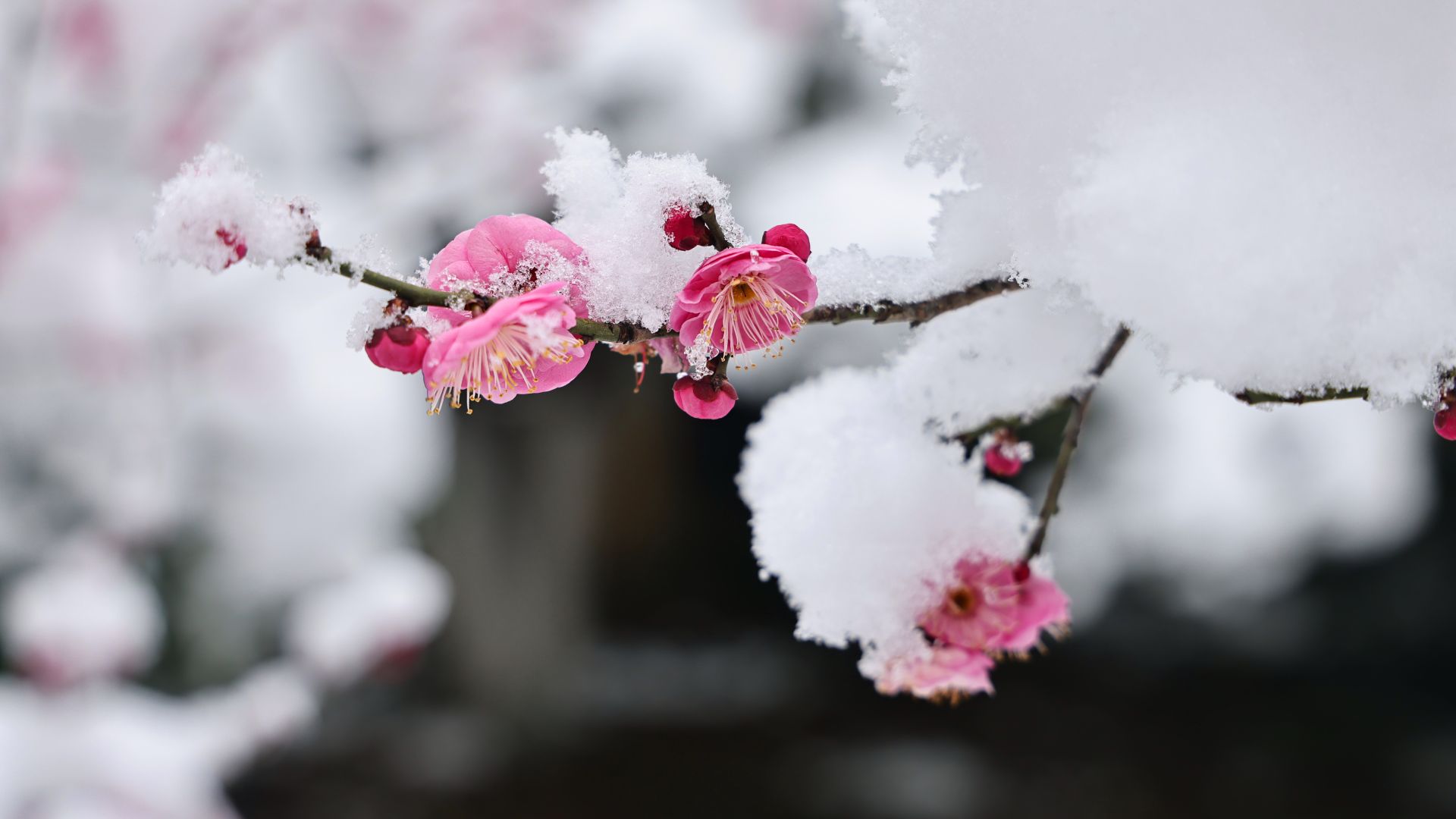极美湖北每日一景丨湖北襄阳踏雪寻梅