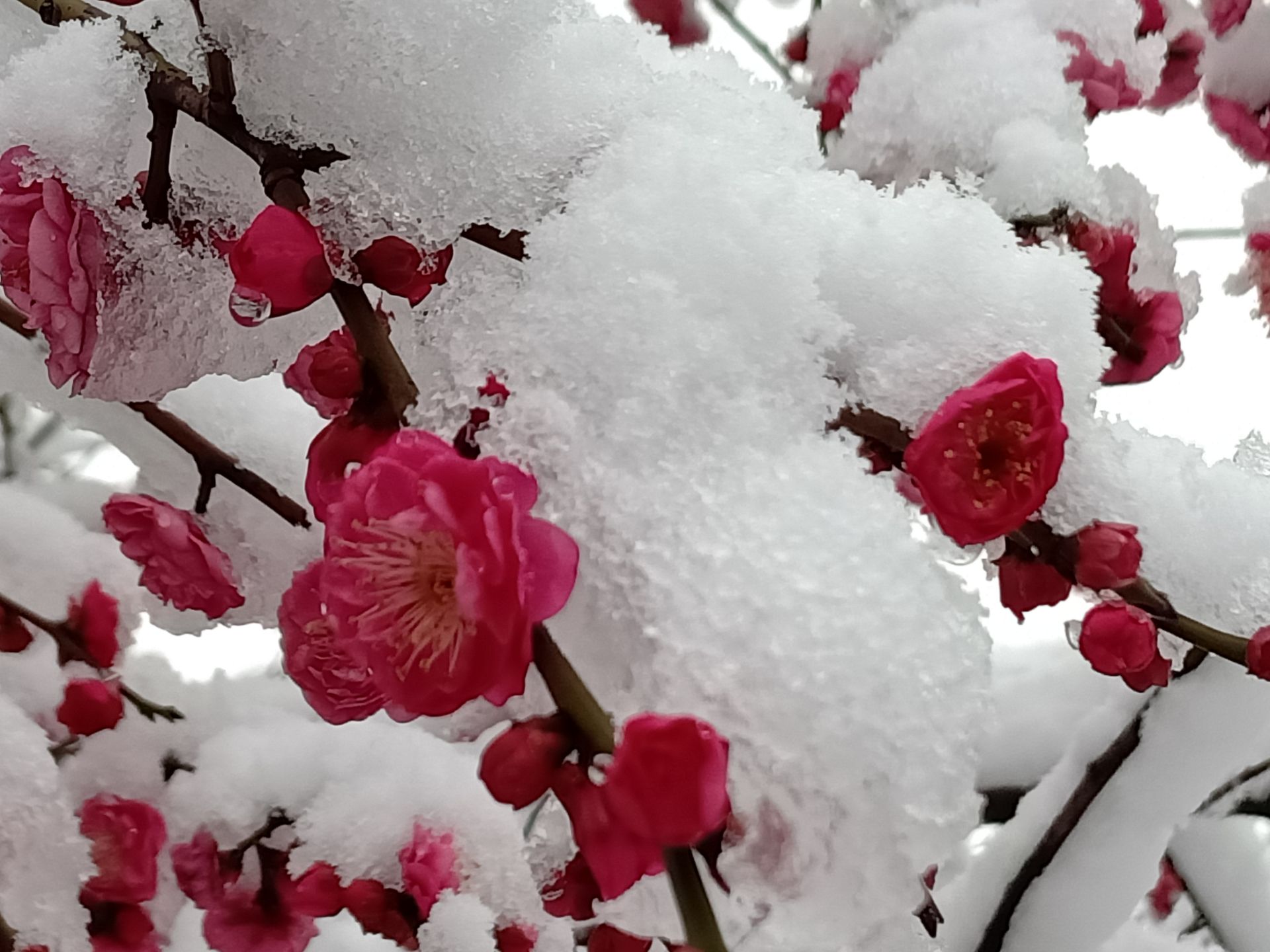 傲雪迎春红梅图图片