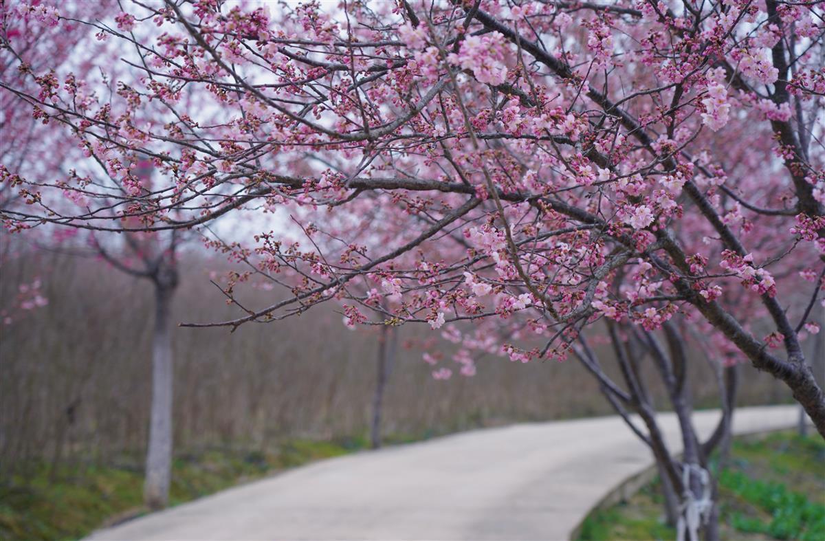 武汉新洲区好大一片樱花开了