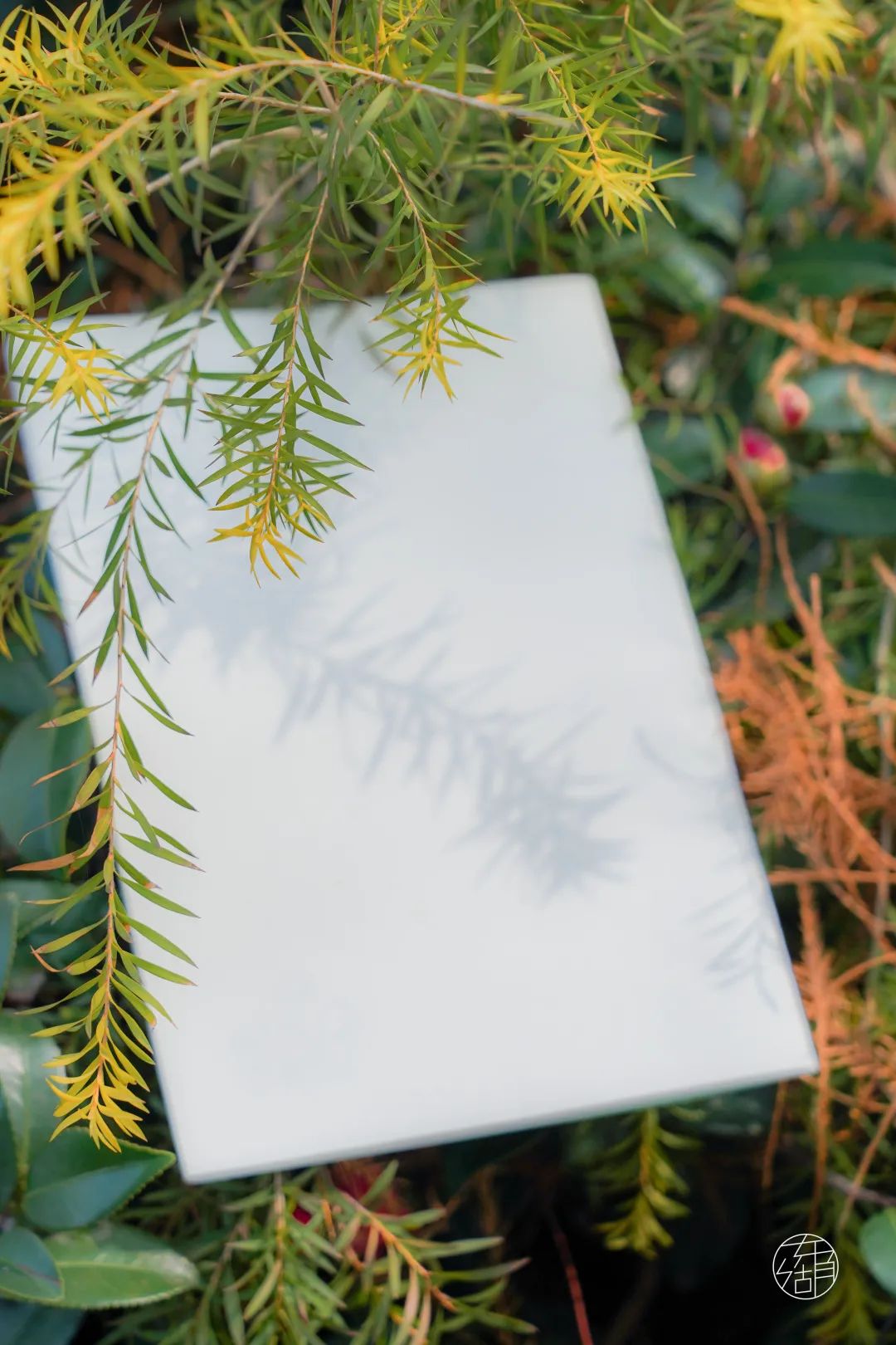 春天在东湖怎么拍才能制霸朋友圈