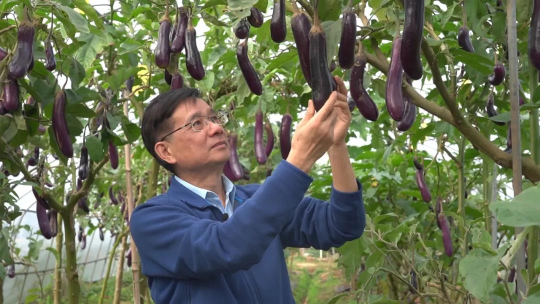 最美科技工作者叶志彪增收减病的种子设计师