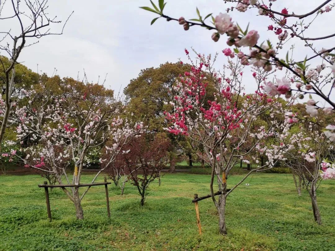 湖北春季賞花攻略之襄陽