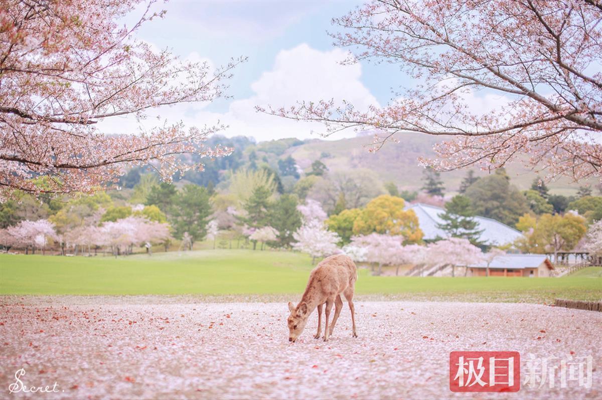 花海鹿岛公园图片