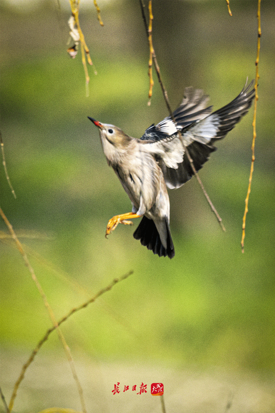 苏鸟叫 湖北网络广播电视台