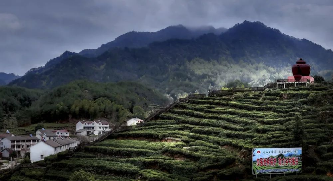 英山茶叶谷茶与爱情图片