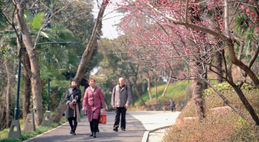 花海遇知音漢陽喊你來賞花