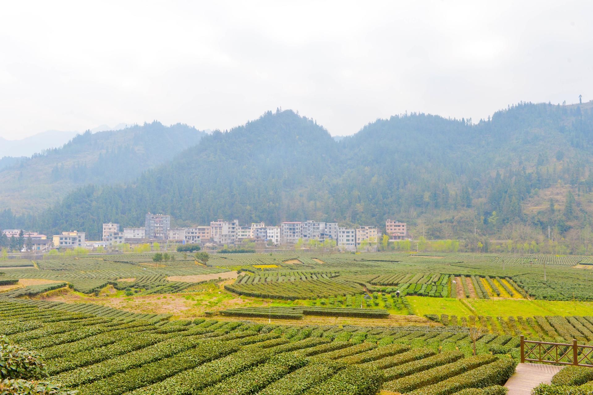 高樂山鎮龍坪春日採茶忙