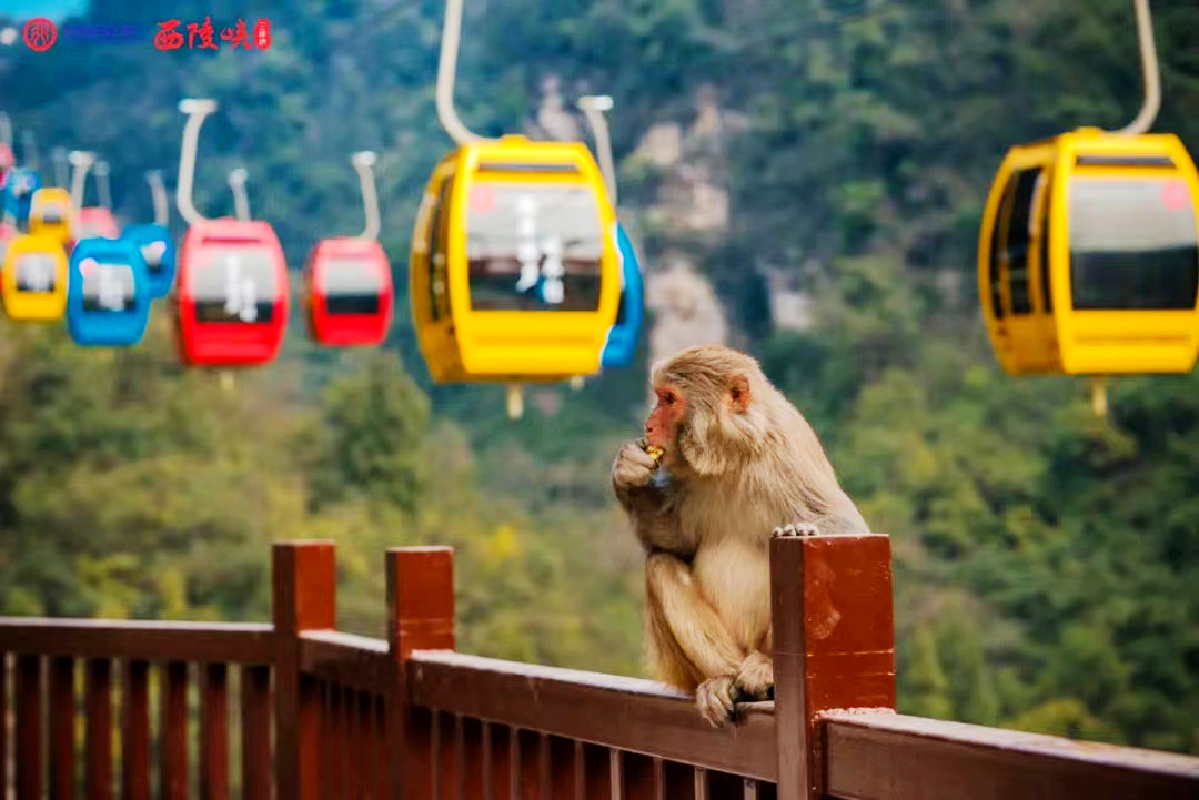 宜昌 三峡猴溪地址:宜昌市夷陵区tips:活动内容:所有女性游客游览金狮
