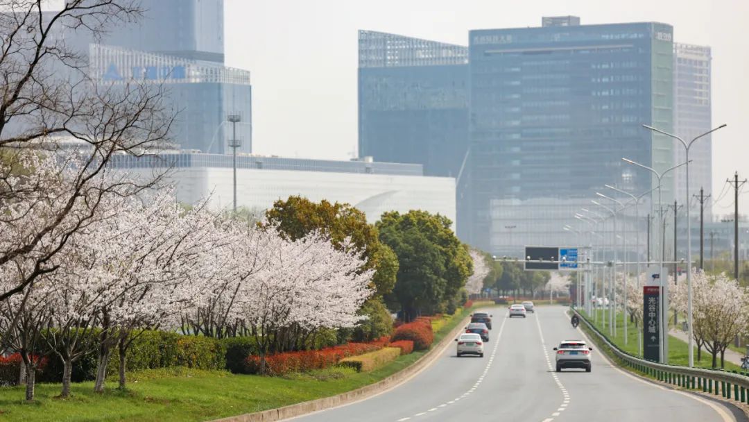 花城大道从九峰山隧道驶出,光谷中心城迎面在望,道路中间和两边种着