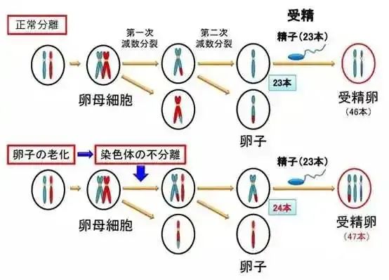 别以为三体离我们很远130个高龄孕妈中就有一个高风险