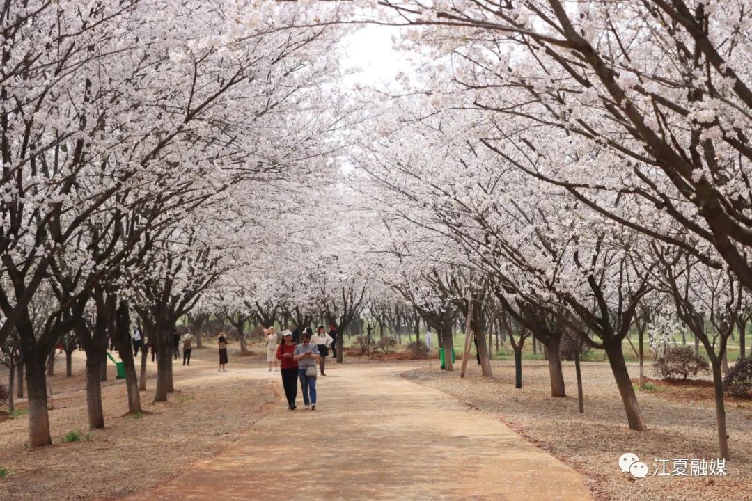 斑竹园樱花园图片