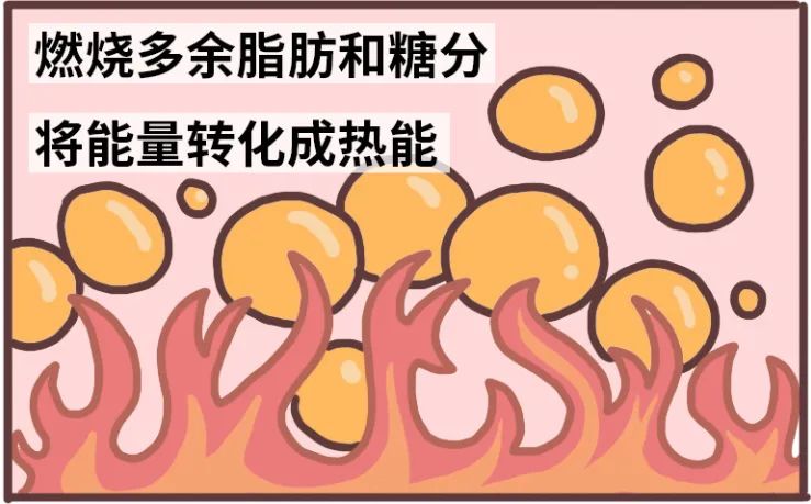 身体棕色脂肪的含量会增高[2]在夜间保持较低的温度有研究发现将能量