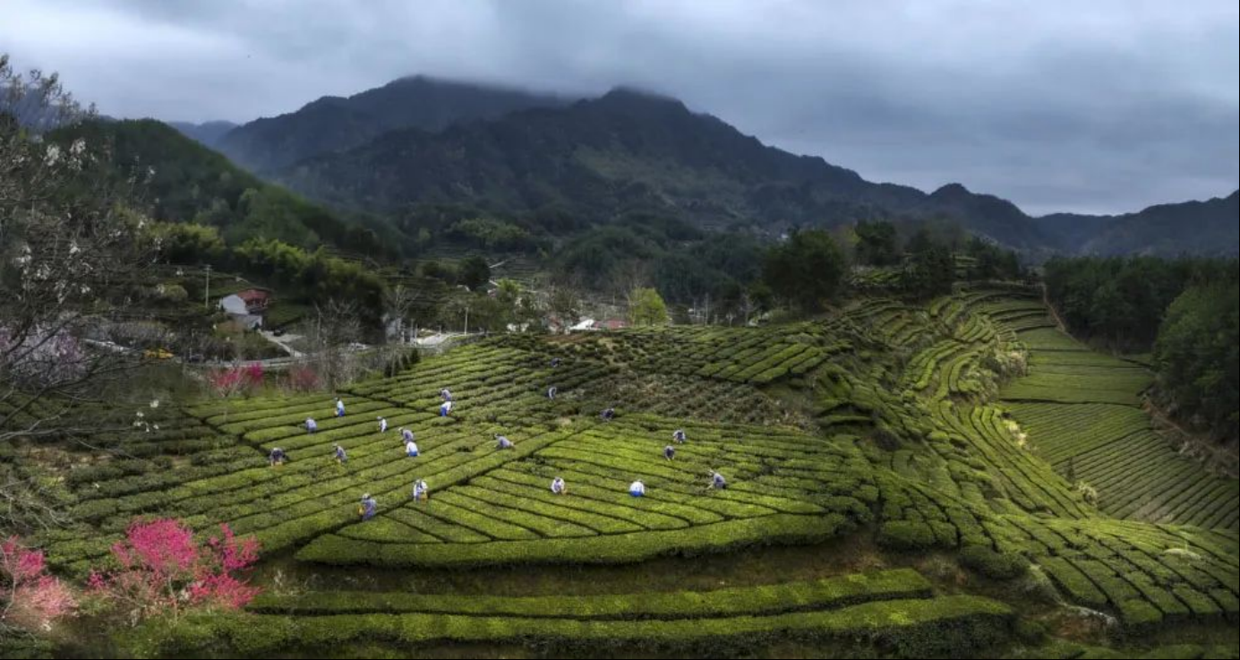 当地人自古就有种茶的习惯,早在唐代,英山茶叶团黄,蕲门