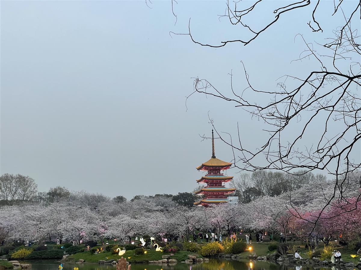 武漢東湖櫻花園進入盛花期還有這些賞櫻活動