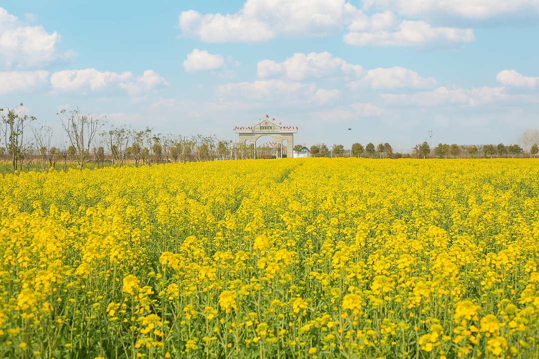 太美了武汉城市圈油菜花观赏攻略来了