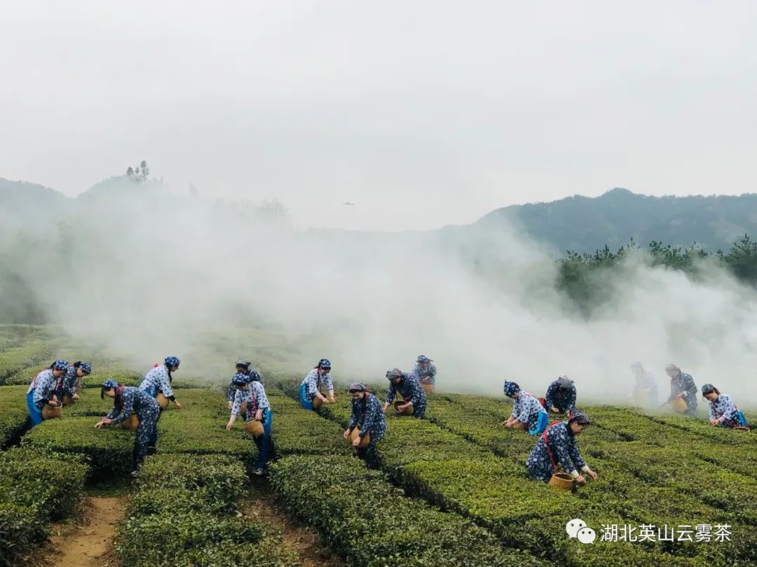 赢博体育官网入口：智能嗅觉检测技术最快2分钟测出茶叶产地