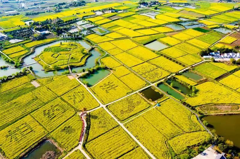 荆门张池村油菜花图片