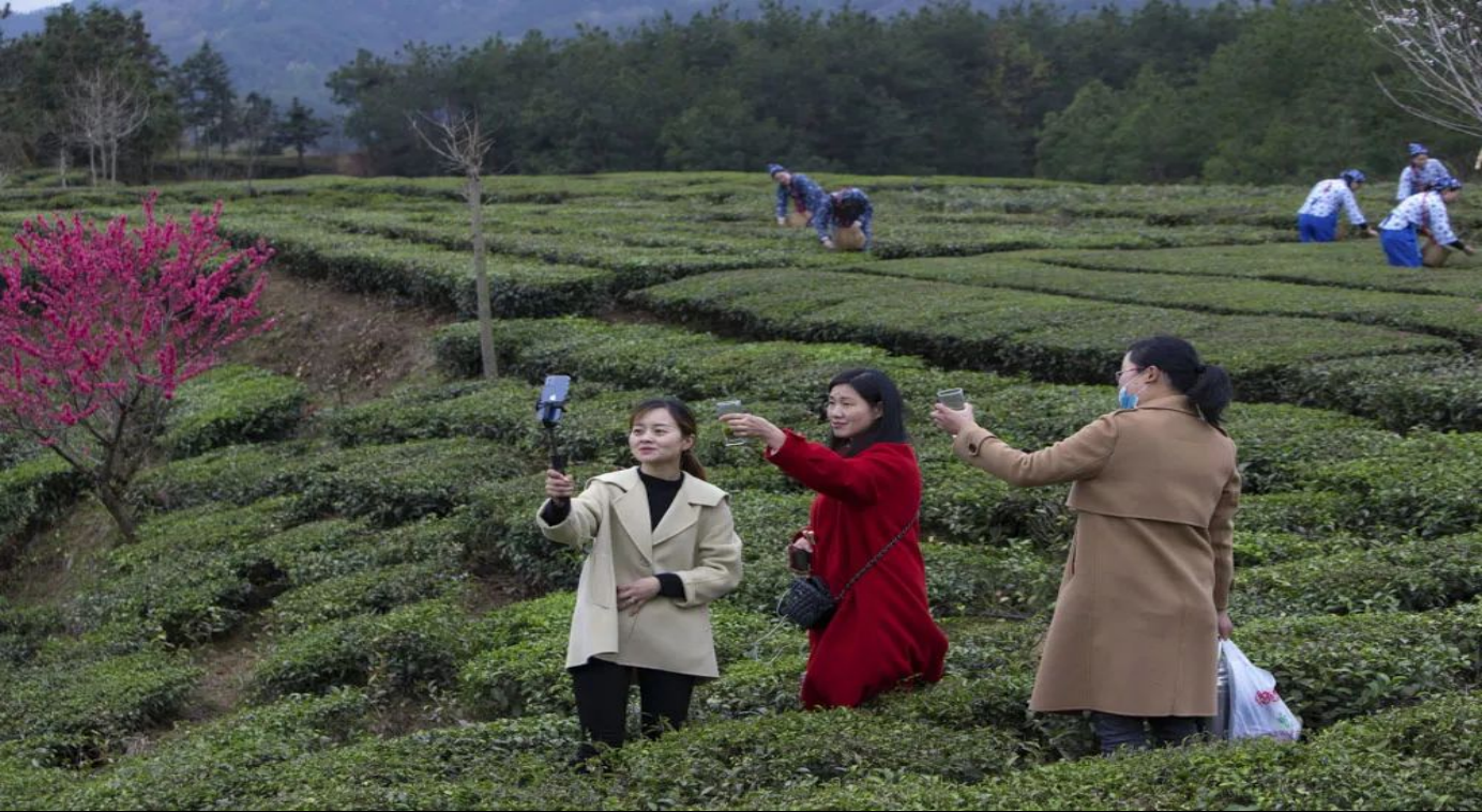 英山茶谷最美春色