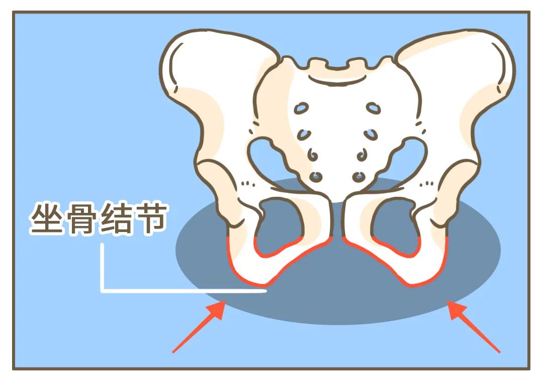 如图所示有两块叫「坐骨结节」的结构我们的骨盆下方事情是这样的每天