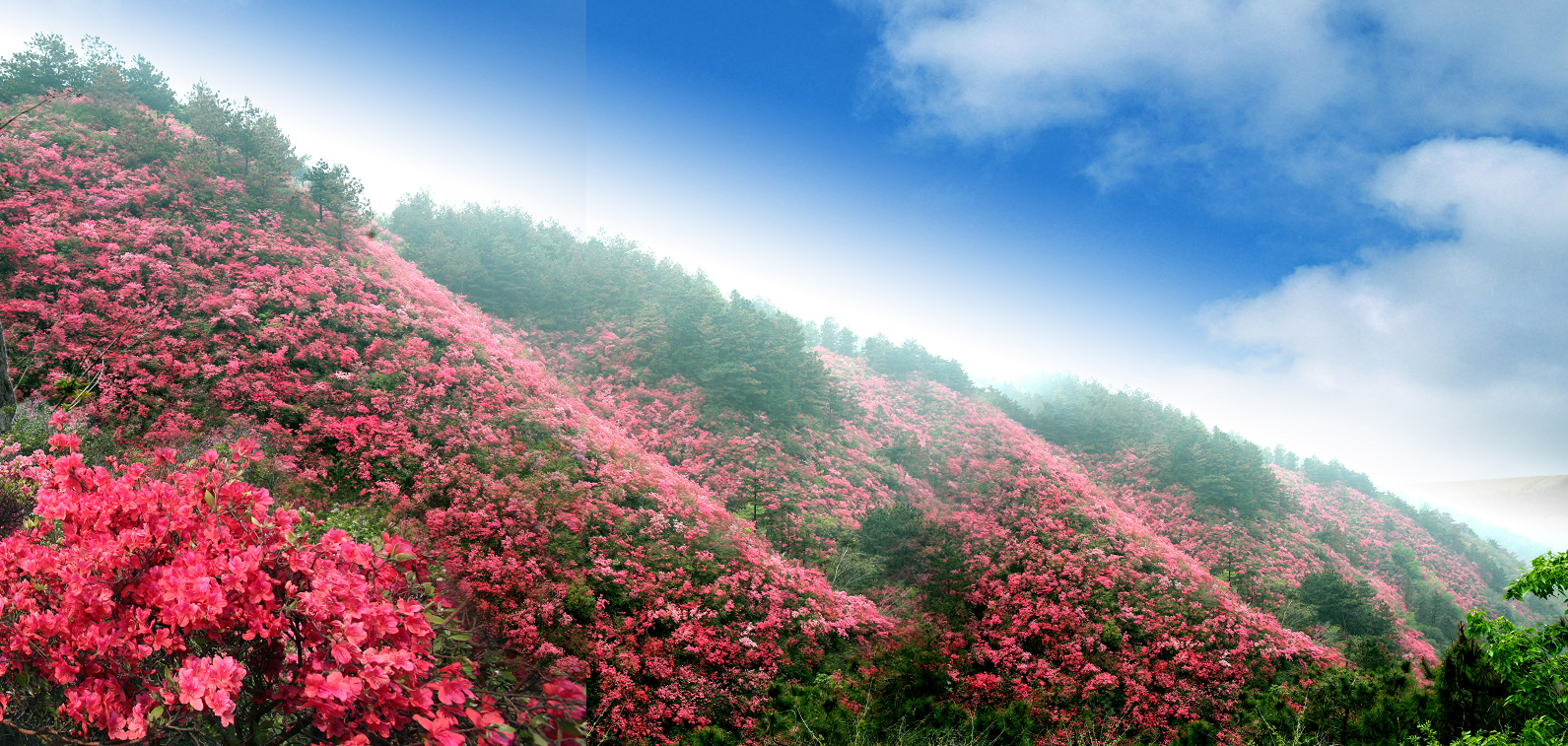 武汉黄陂云雾山:万亩杜鹃花绽放 第十三届黄陂木兰杜鹃花节启幕_长江