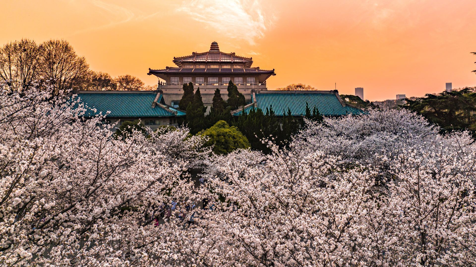 与此同时,武汉大学决定免费开放网络云赏樱通道,展示樱花盛开美景和