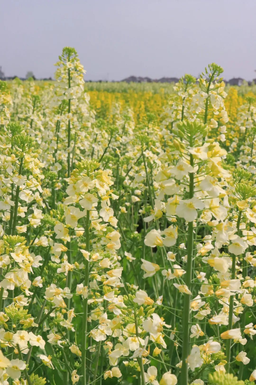 武汉这处520亩油菜花海刚刚盛开