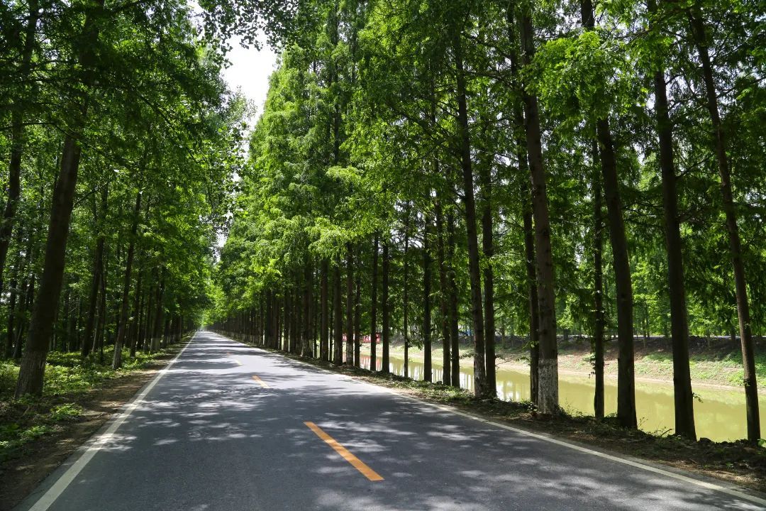 门票:无地址:潜江市高石碑镇步入桃林仙境在兴隆国家级水利风景区桃花