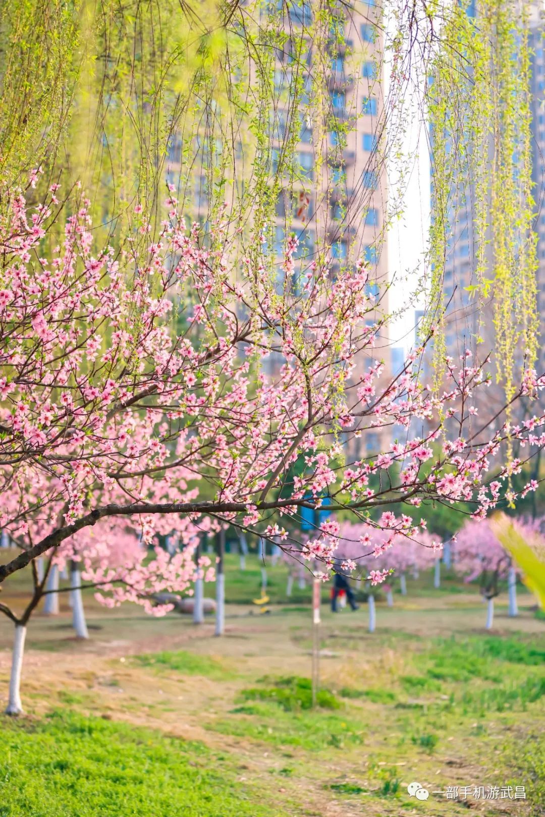 武汉赏花地图这个公园的桃花开得刚刚好