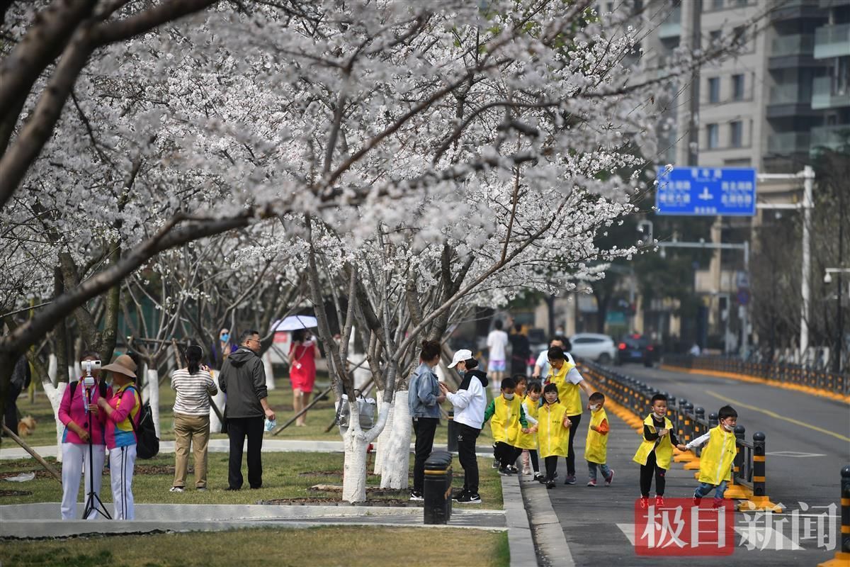 漫漫樱花路翩然雪絮中西北湖公园千株樱花盛装迎客
