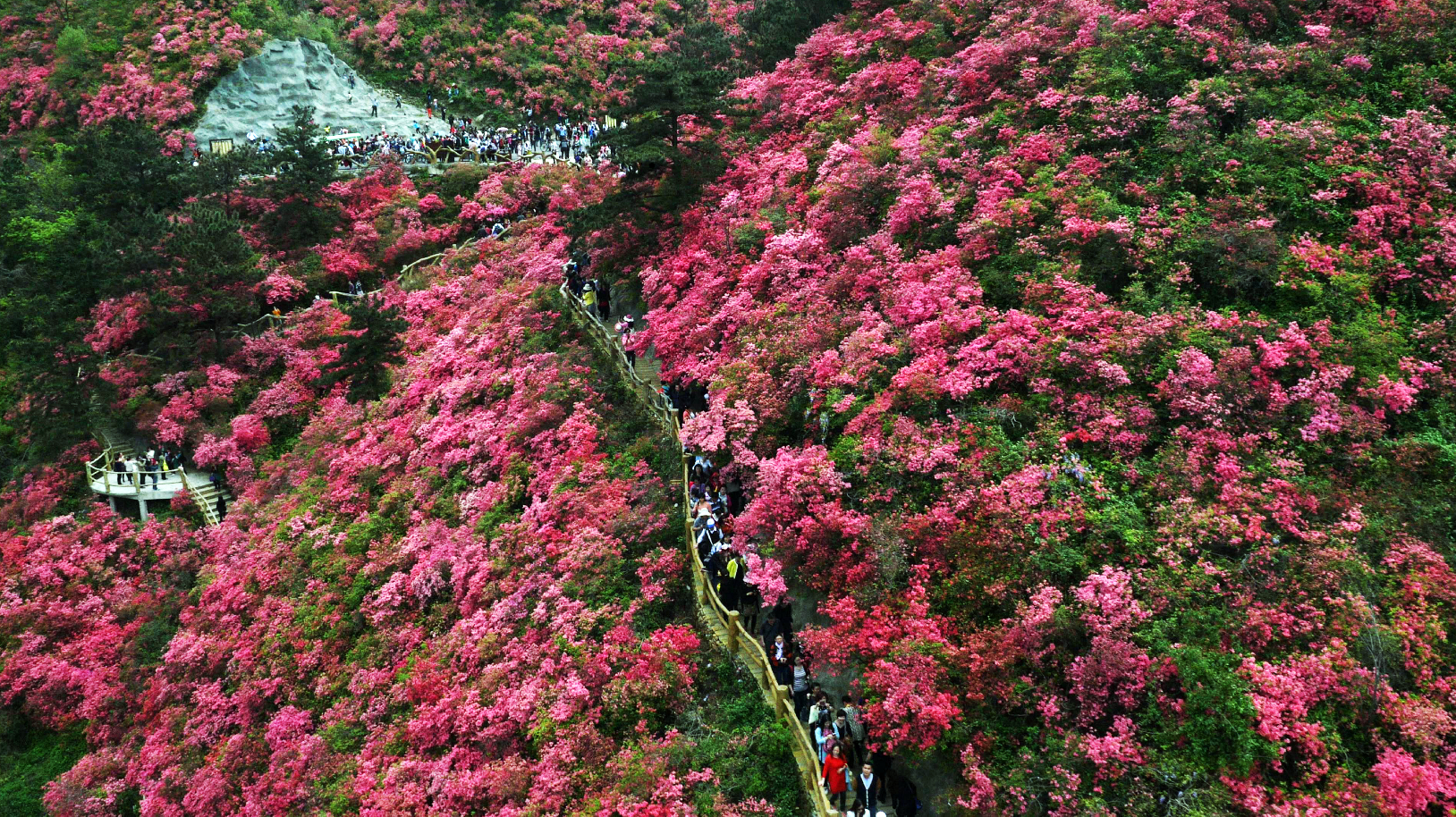 武汉黄陂云雾山万亩杜鹃花绽放第十三届黄陂木兰杜鹃花节启幕