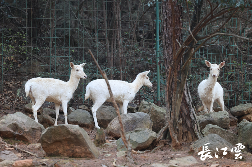 春约荆门屈家岭赏美景寻遗址