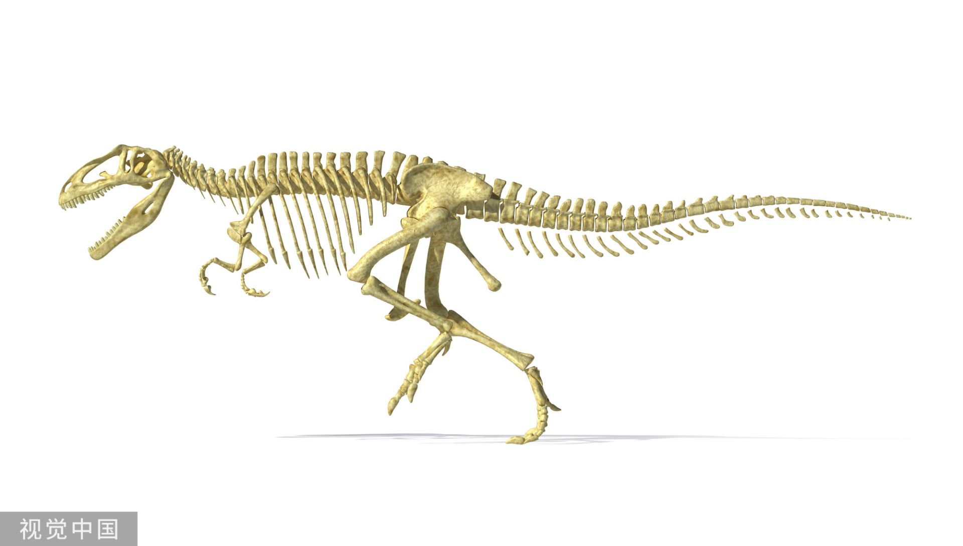 和肢骨的自近裔特征,认为是一新属种,取名为科氏玉溪龙(yuxisaurus