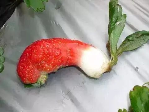 草莓变大畸形是打了激素吃了会怎样