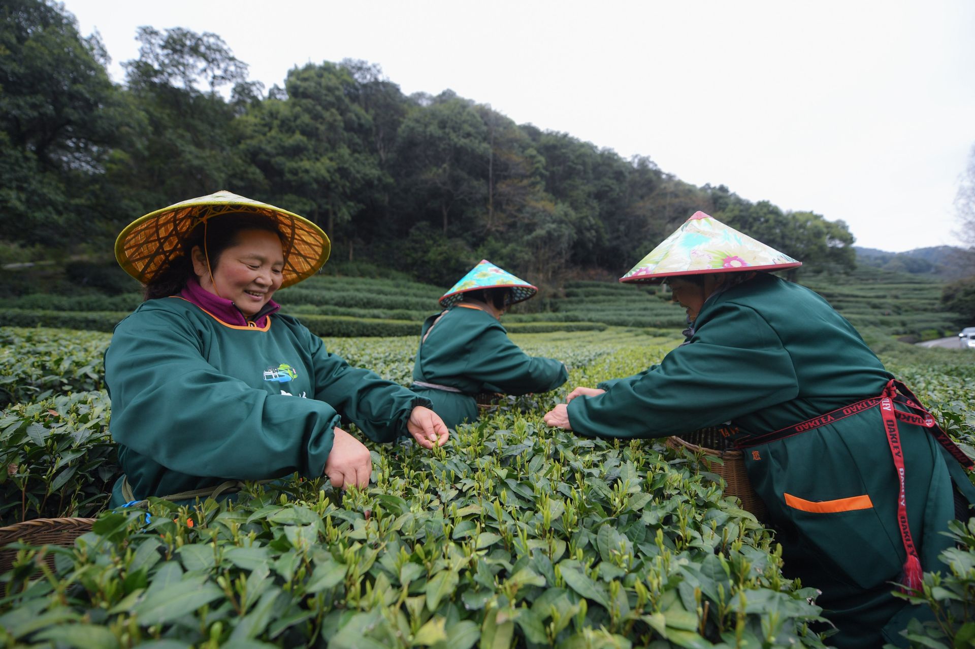 攝)近日,浙江杭州西湖龍井茶一級保護區的梅家塢村,龍井村,翁家山村等