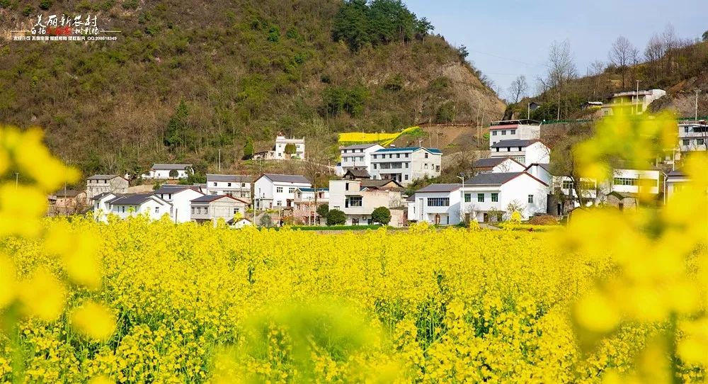 从十堰城区出发,仅需一个小时就能来到位于五峰乡东峰村的这片约2800