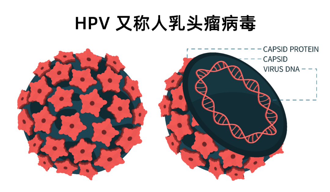 hpv疫苗怎么选预防宫颈癌做好这3点