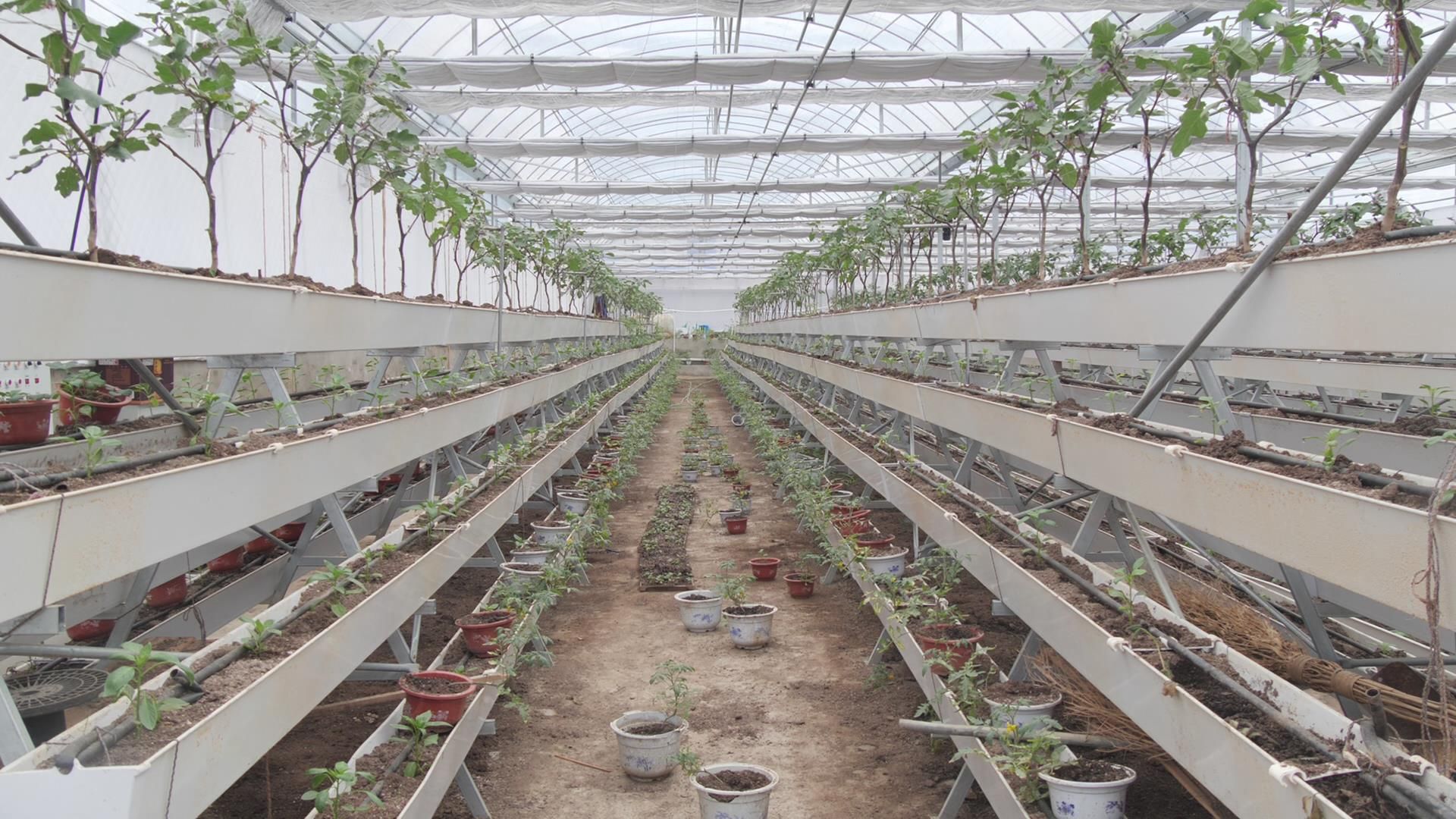 大棚骨架结构,连栋薄膜温室内宽阔明亮,一排排整齐的种植槽上,立体