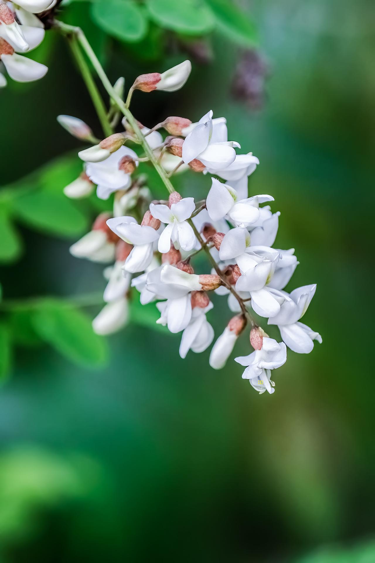 人间四月槐花香