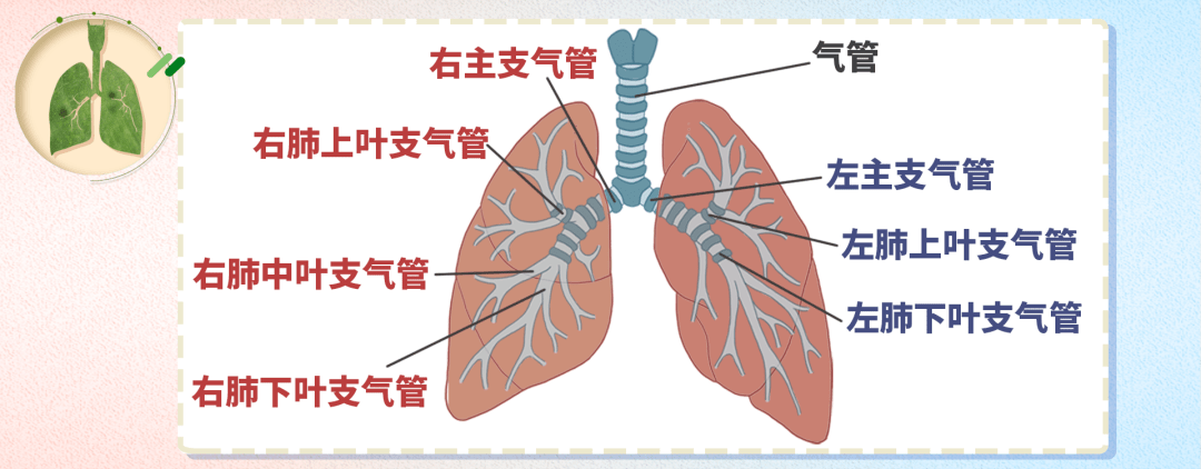 人体肺部结构图 位置图片