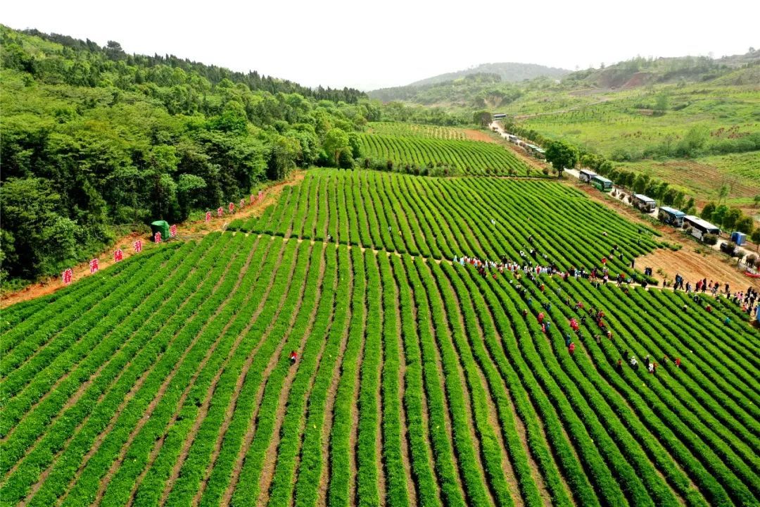 该镇计划对施工机械进场为路面刷黑作准备在天门市佛子山镇佛火线上