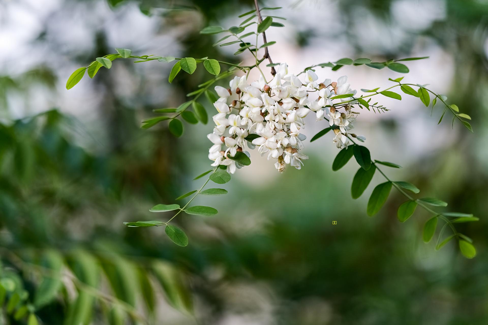 人间四月槐花香
