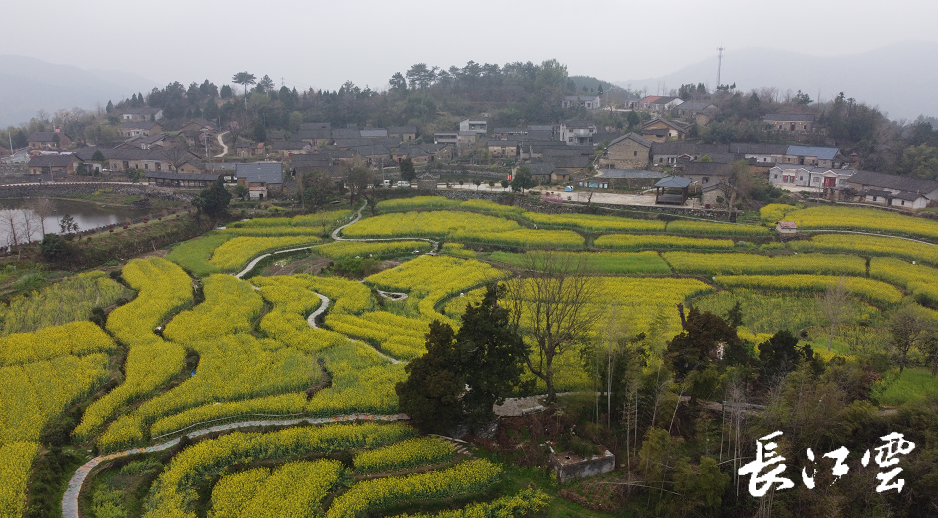 黄冈麻城市龟山镇磨子山村茶文化产业园里,3000余亩茶园已经披上了