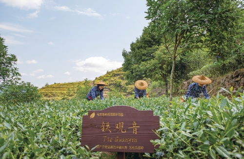 千年茗品味更香安溪铁观音的品牌破困之路