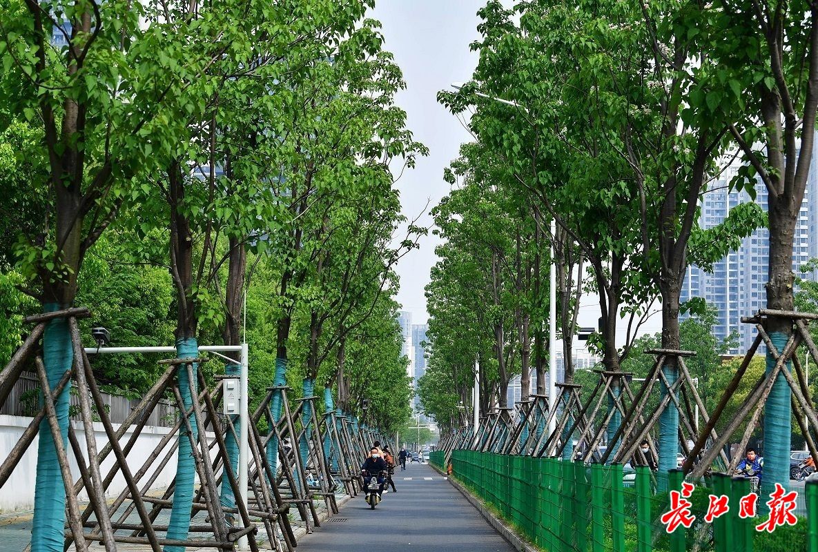 武汉首条楸树景观路迎来花开最美时