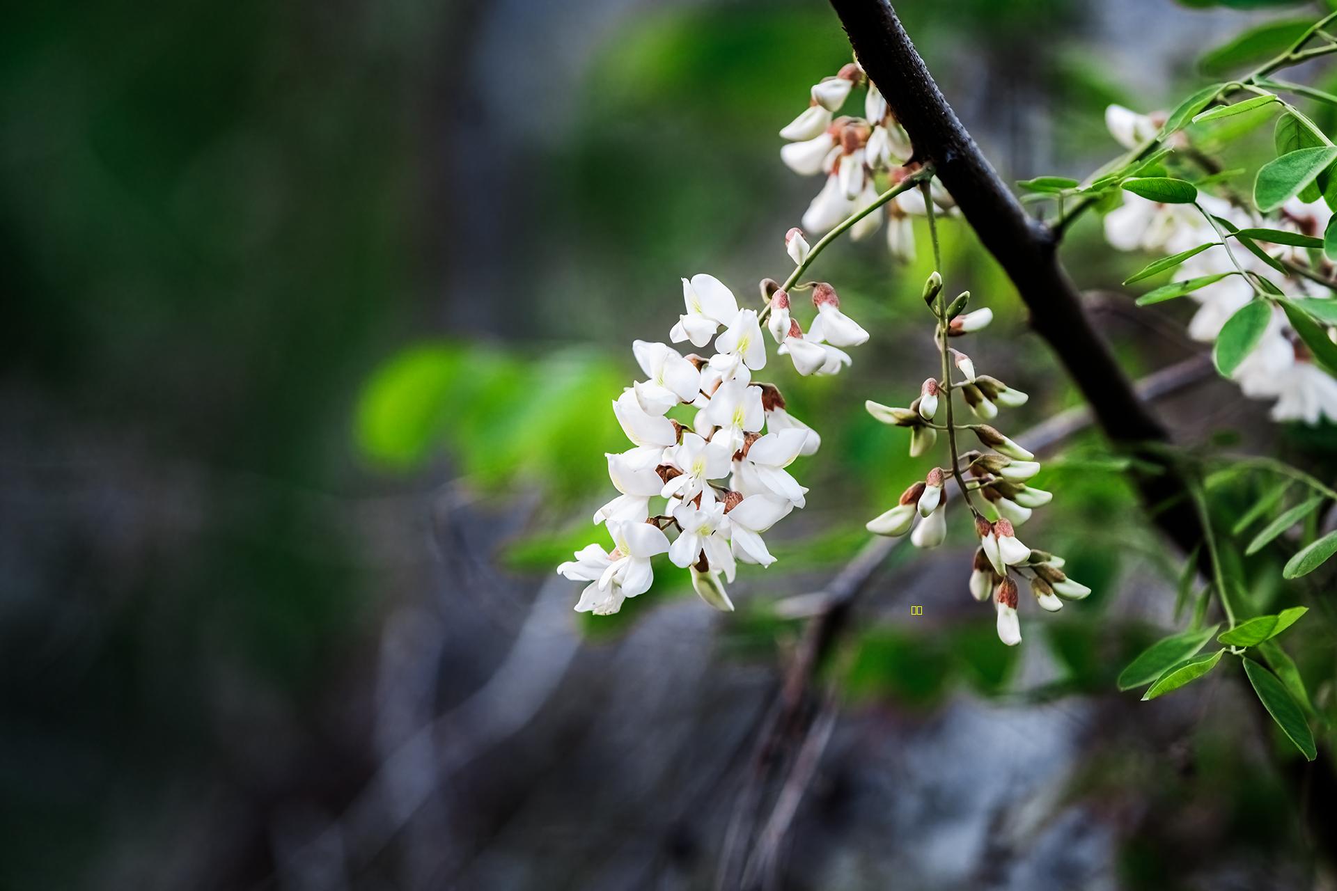 人间四月槐花香