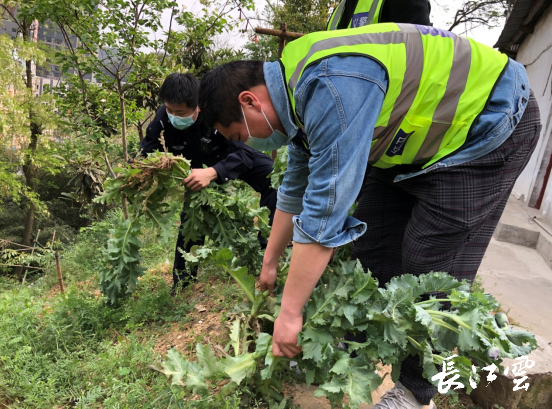 7旬老婦為治腿疾種植罌粟民警上門勸導剷除