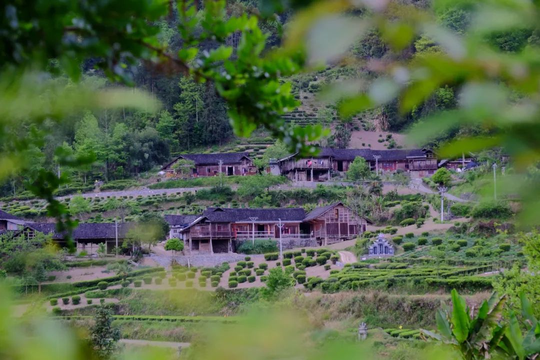 最美湖北茶园这个春天到五峰来一场和茶叶的邂逅