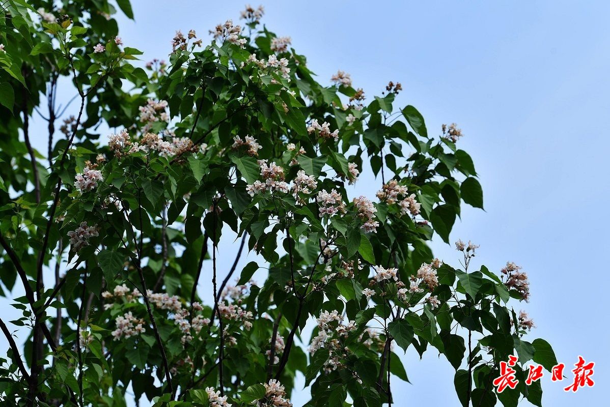 武漢首條楸樹景觀路迎來花開最美時