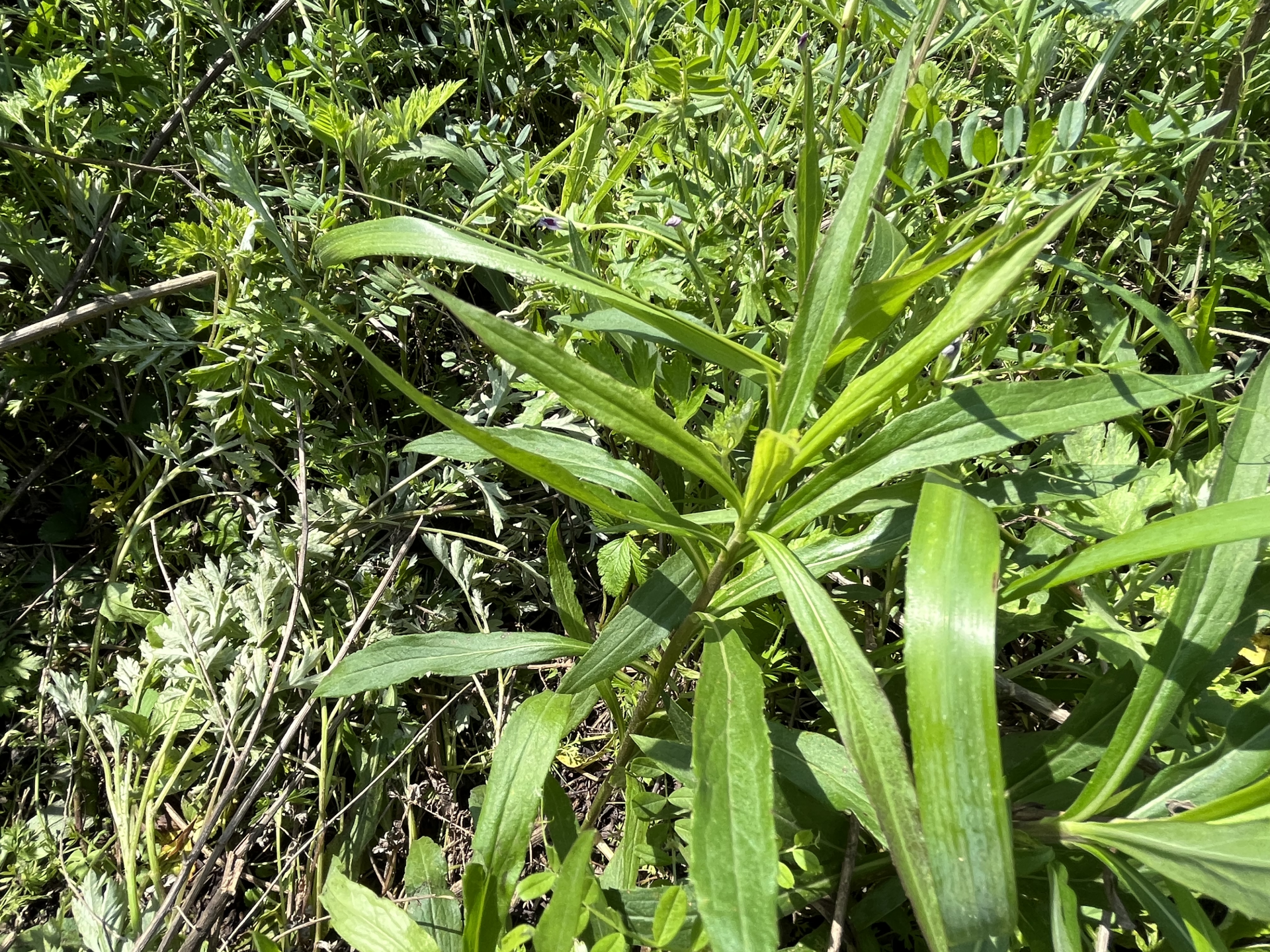 待清除的加拿大一枝黃花幼苗4月7日,武漢市江夏區林港村周邊的加拿大