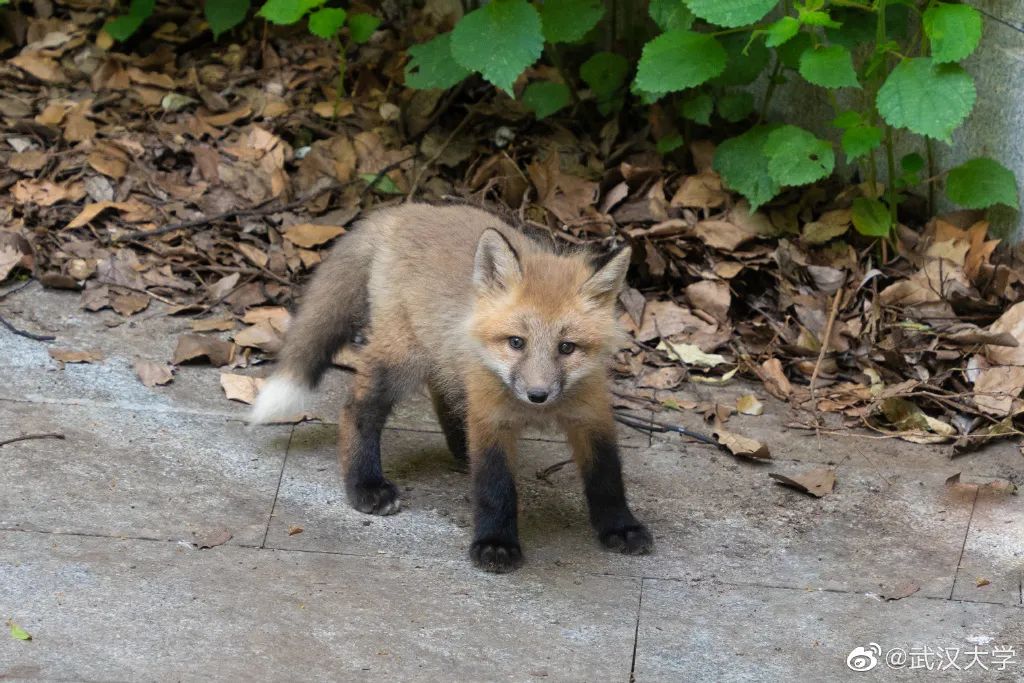 武大网红狐狸珞珞当妈了崽崽毛色竟然是